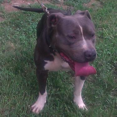 Howells Pure Blue Pitts Sir Ceaser Pit Bull.jpg